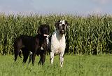 DOGUE ALLEMAND 319